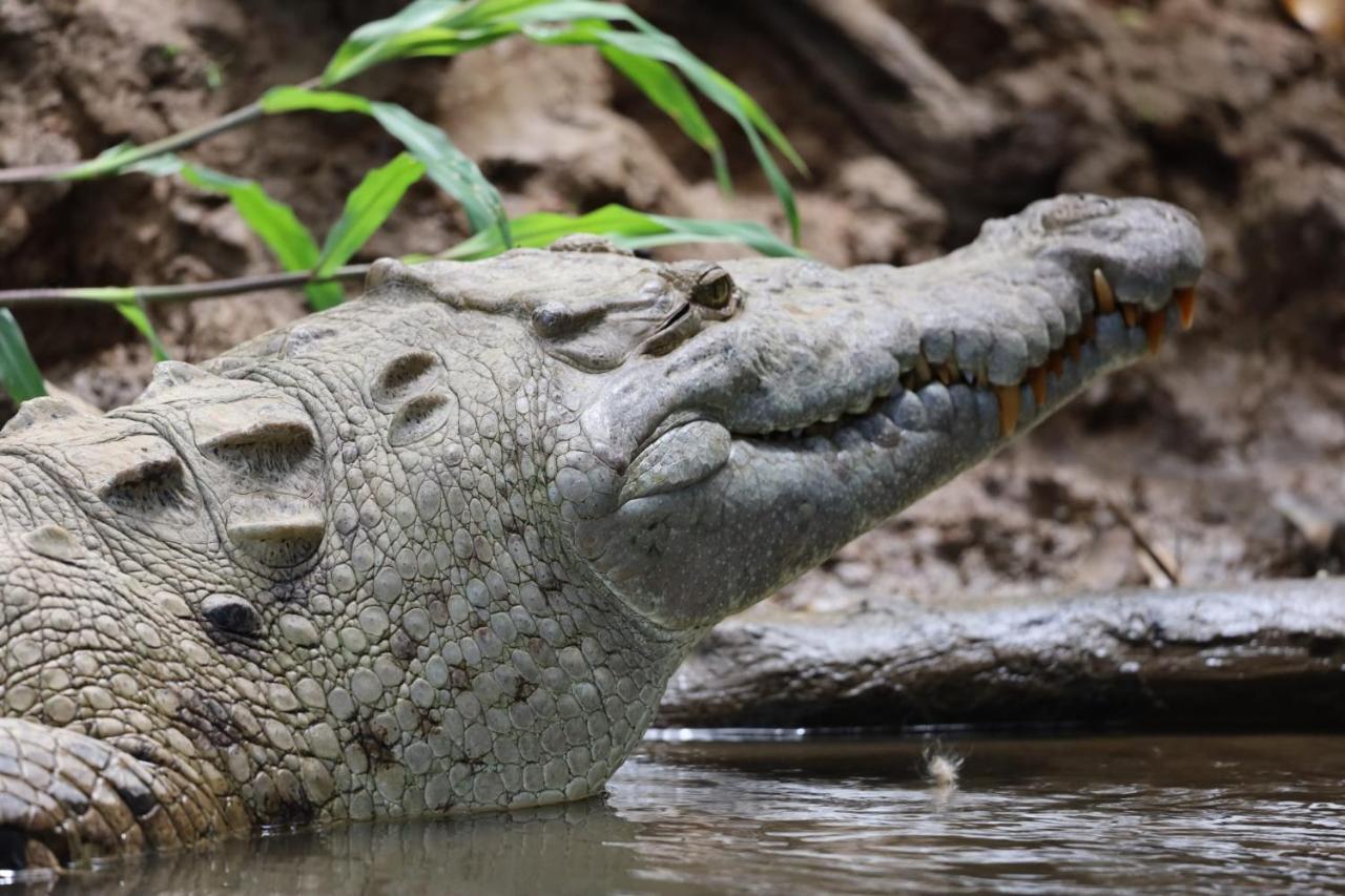 Iguanitas Lodge Pital  Exteriér fotografie